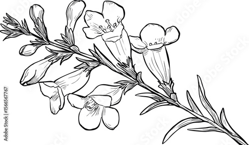 Black and white illustration of bell flowers with intricate line details