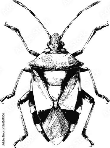 Detailed black and white illustration of a beetle with intricate patterns