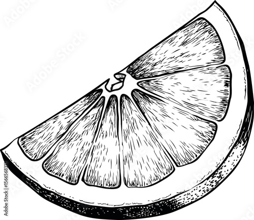 Detailed black and white sketch of a grapefruit slice, crosshatch shading