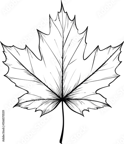 Black and white outline of a maple leaf with intricate vein details