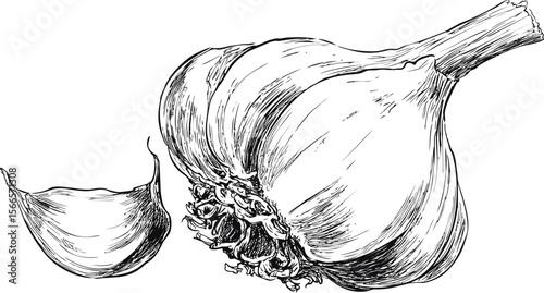 Black and white sketch of whole garlic bulb and single clove