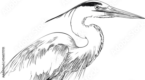 Sketch of a great blue heron with detailed feather line art