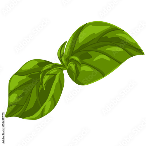 Basil leaf vector illustration. Green herb hand drawn clipart, culinary ingredient, mint, realistic kitchen plant graphic print isolated on white background. For sticker, logo, eco branding