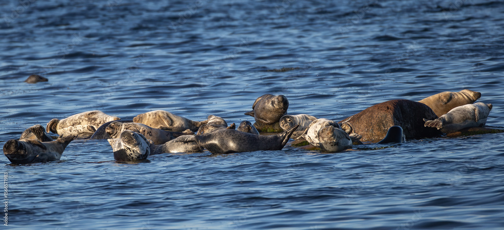 Fototapeta premium Grey Seals (Halichoerus grypus) in the Baltic Sea, resting off the southern tip of Oland, Sweden.