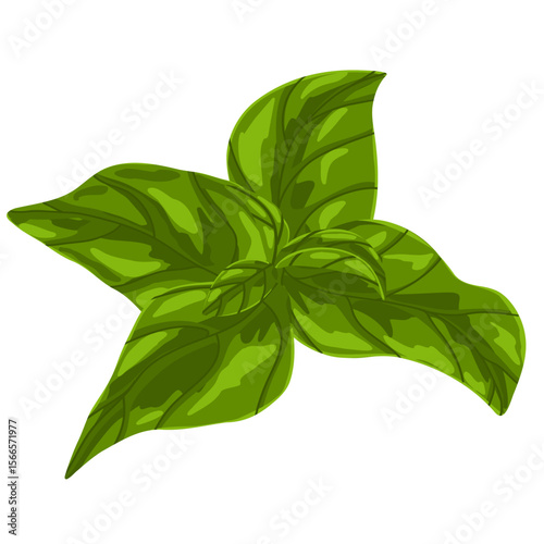Basil leaf vector illustration. Green herb hand drawn clipart, culinary ingredient, mint, realistic kitchen plant graphic print isolated on white background. For sticker, logo, eco branding