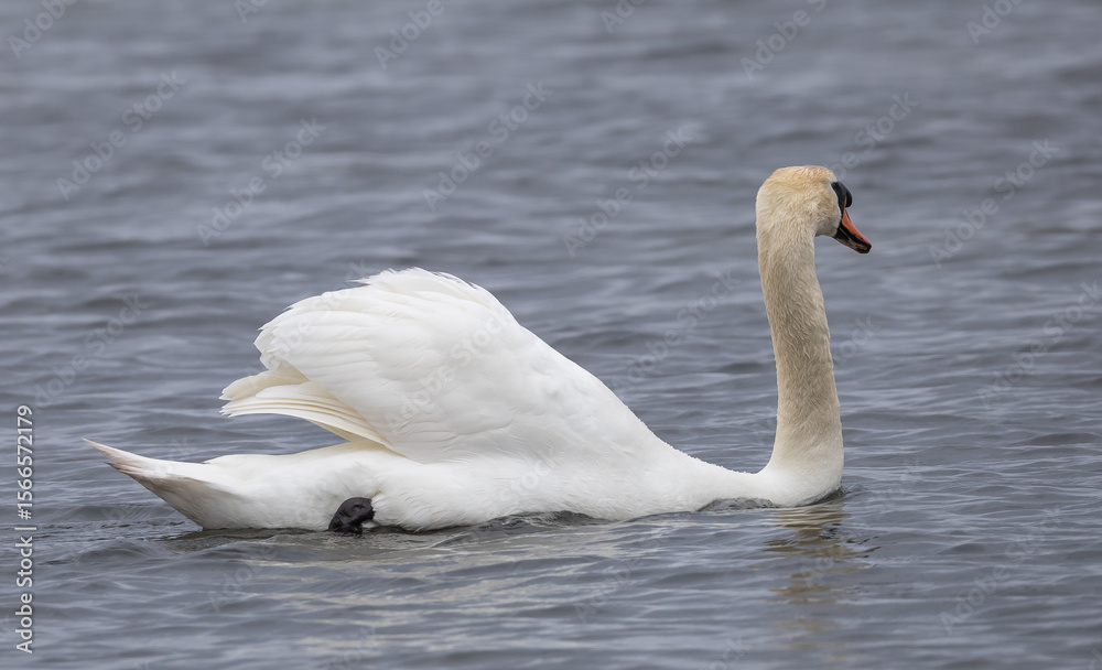 Fototapeta premium Mute Swan (Cygnus olor) swimming in the Baltic Sea at the southern tip of island Oland, Sweden.
