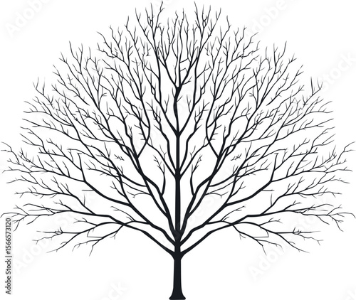 Bare winter tree silhouette with intricate branches
