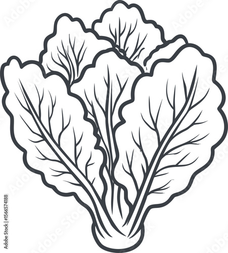 Stylized monochrome illustration of lettuce with detailed leaf patterns