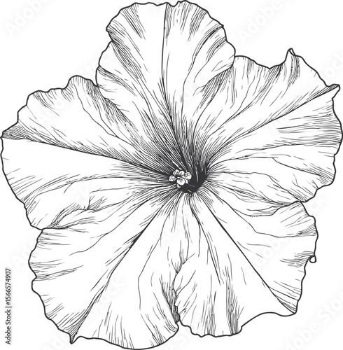 Illustration of a detailed hibiscus flower line art with intricate petals