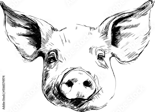 Detailed black and white sketch of a pig's face with expressive eyes