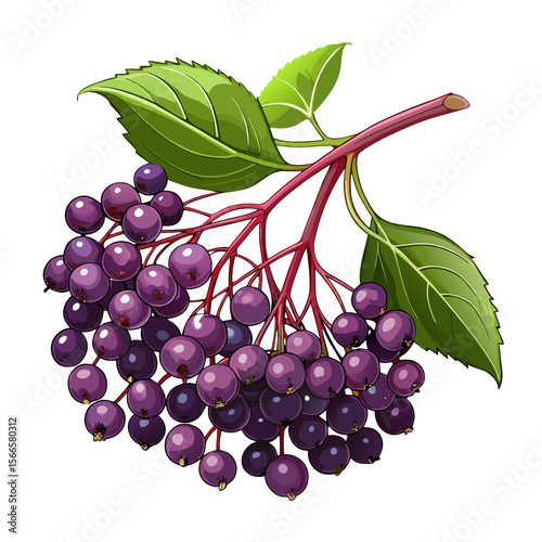 Elderberry Botanical Vector PNG - Ripe Berries with Leaves, Transparent Background