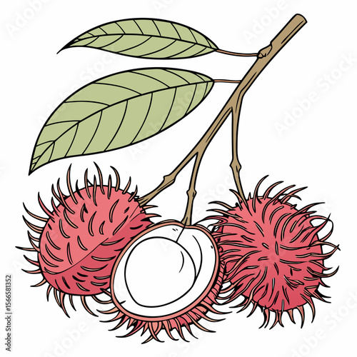 Wild Charm: Rambutan’s Tropical Allure on White Background”