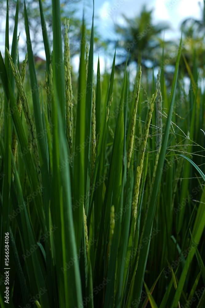 Fototapeta premium close up of rice seed in field