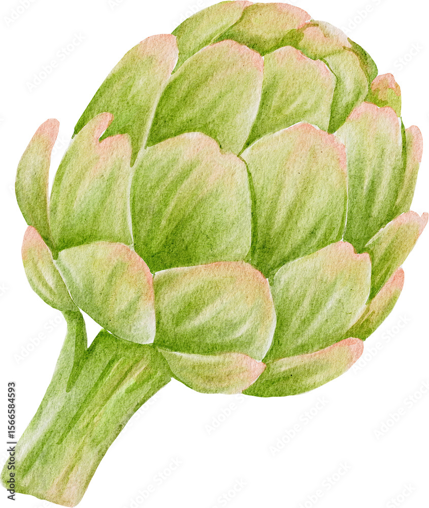 Fototapeta premium artichoke