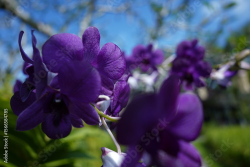 purple orchid petal blossom