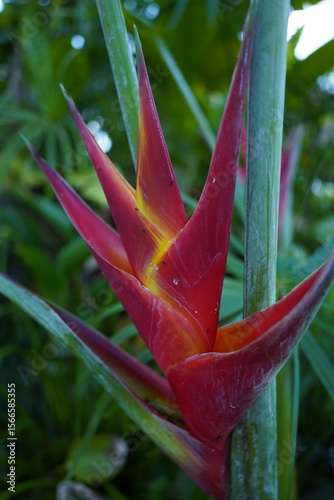 red flower with dew drops