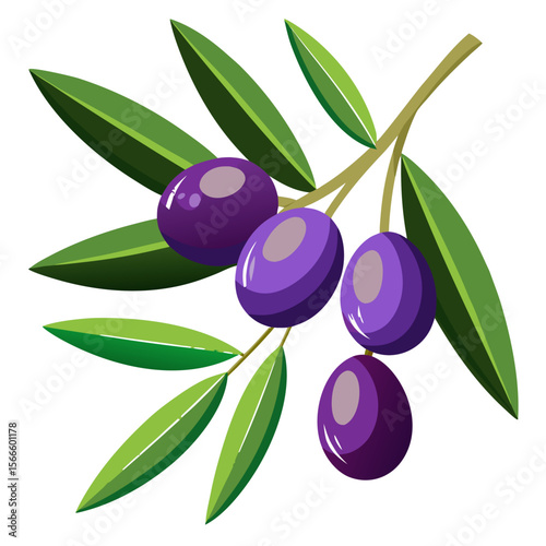 Olive Branch Vector with Ripe Olives and Leaves PNG