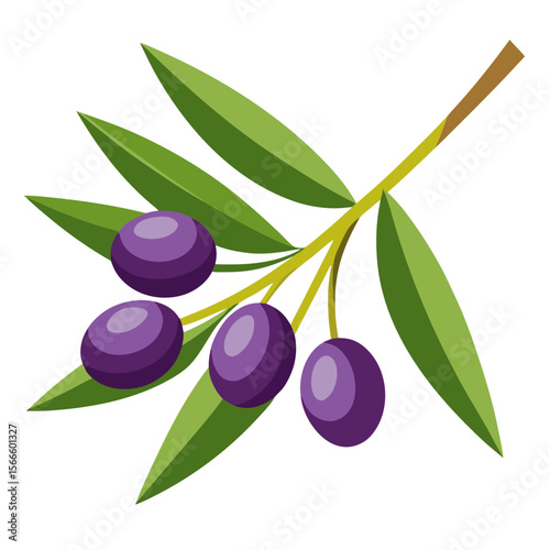 Olive Branch Vector with Ripe Olives and Leaves PNG
