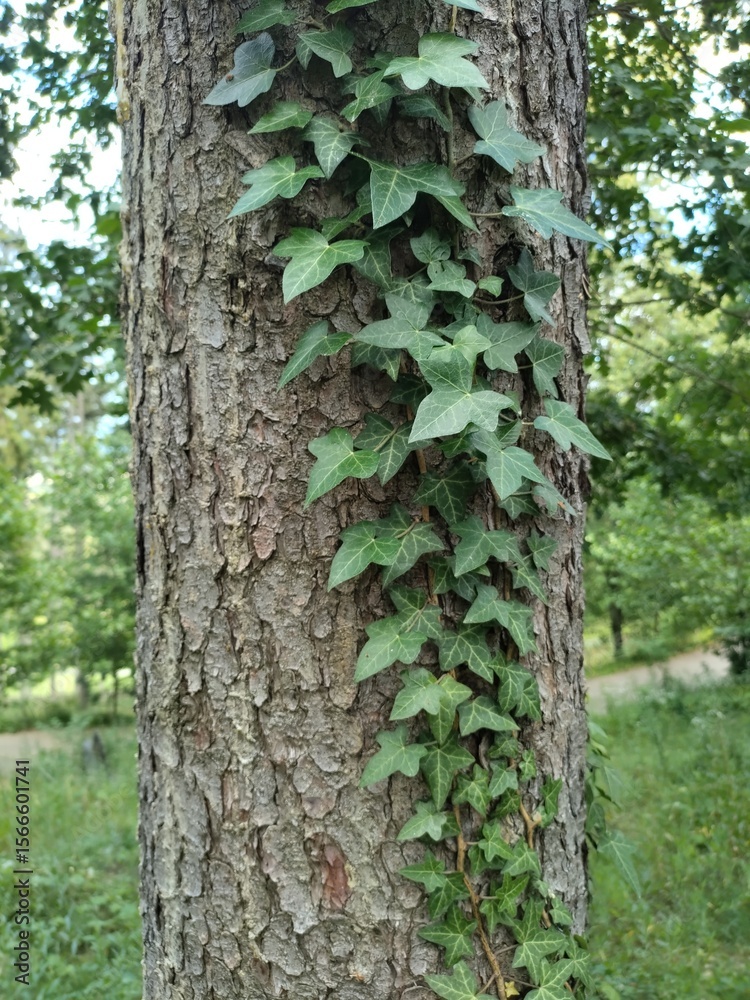 Obraz premium ivy on a tree