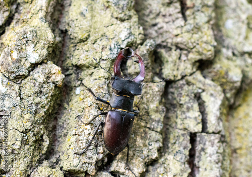 Fotografie greater stag beetle on a tree