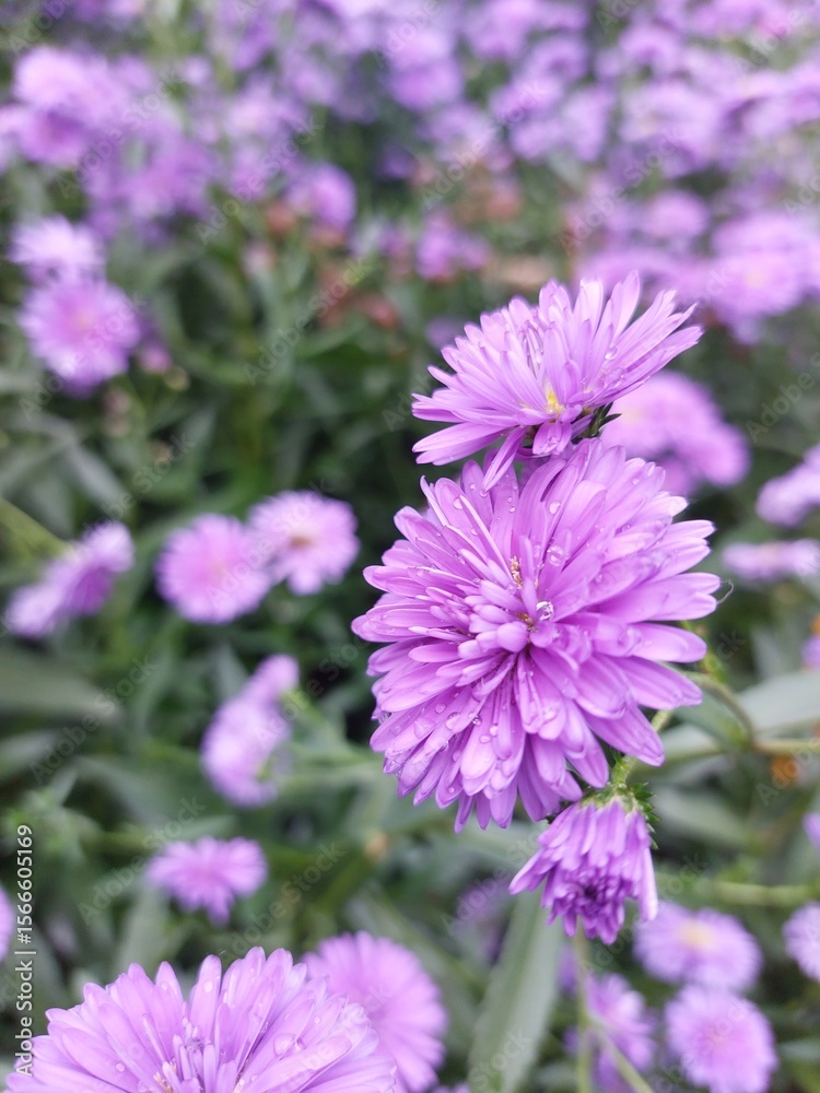 Obraz premium purple flower