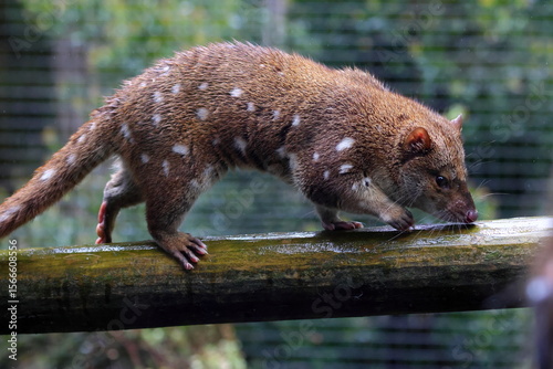 spotted quoll