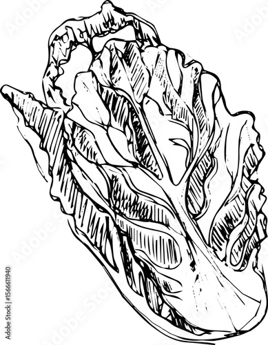 Leafy greens sketch illustration in black and white  