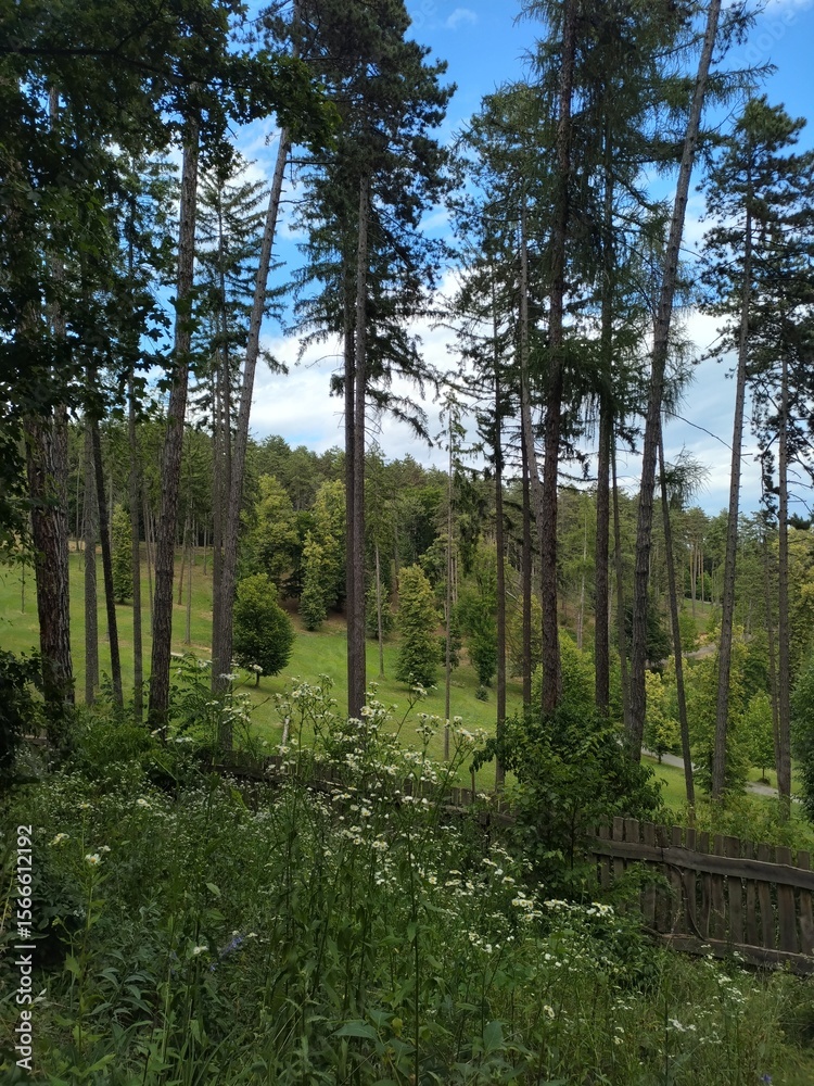 Obraz premium trees in the forest