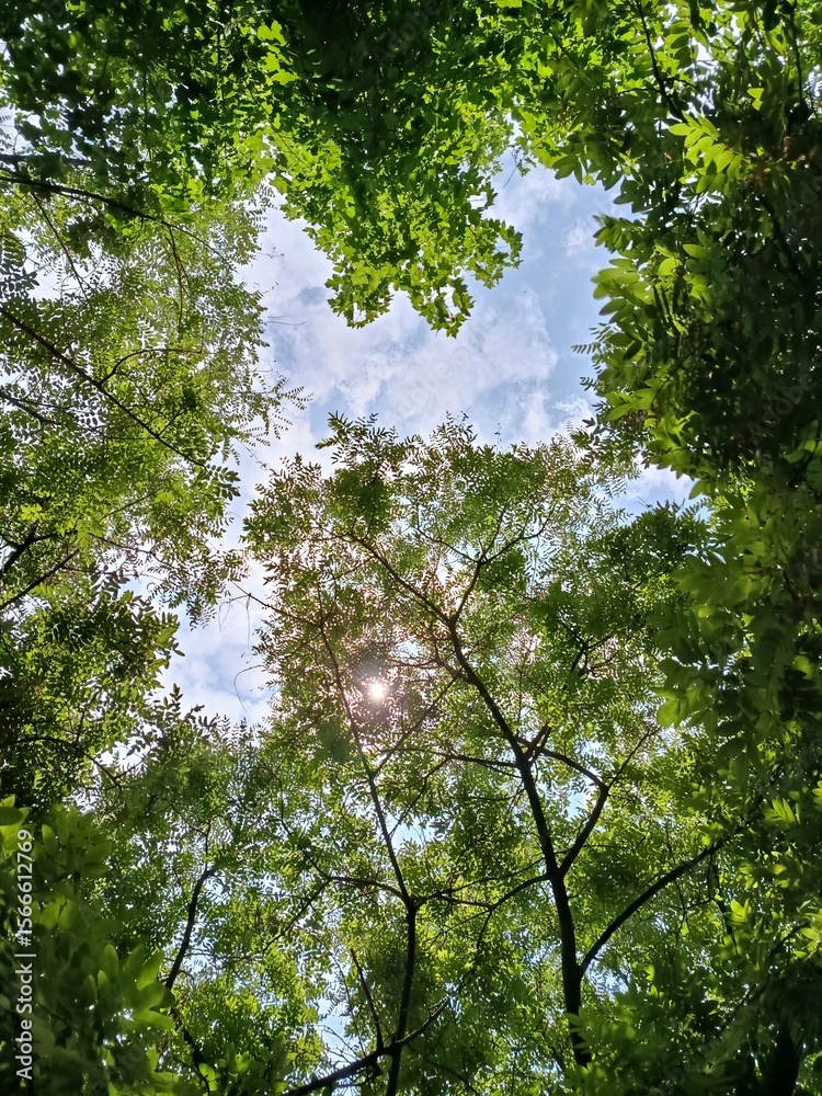 Fototapeta premium trees in the forest