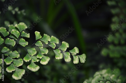 Maidenhair fern branch with tiny leaves against dark background. Gardening ,growing house plants concept. Free copy space.