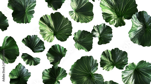 Lush vibrant green geranium leaves cascading across a dark canvas symbolizing nature s on transparent background