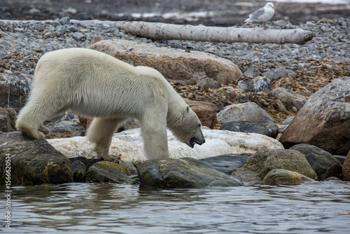Polar Bear Whale Carcass8