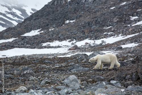 Female Polar Bear4