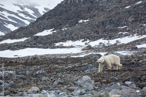 Female Polar Bear3