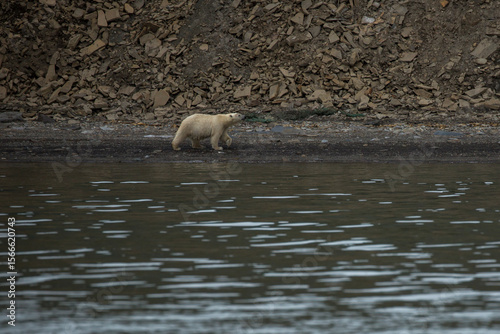 Male Polar bear2