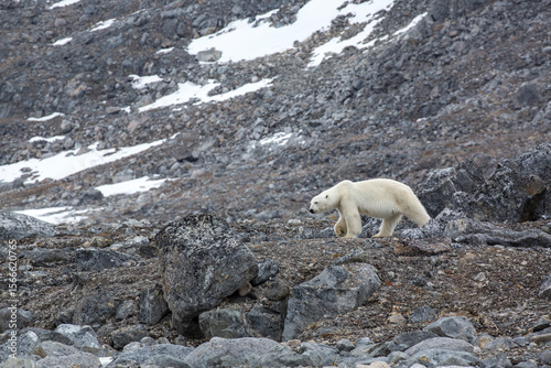 Female Polar Bear