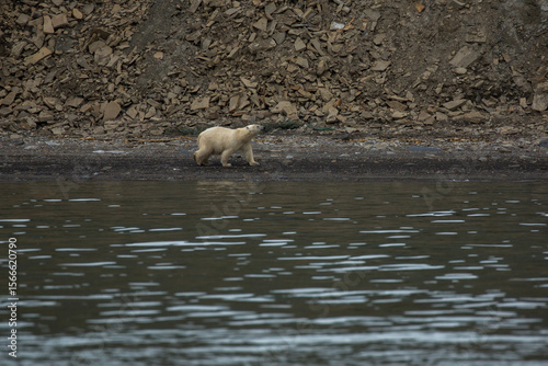 Male Polar bear3