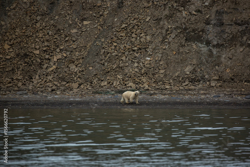 Male Polar bear