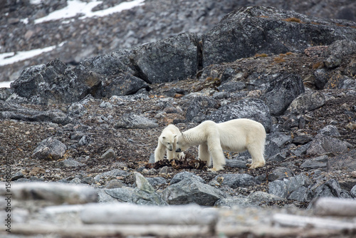 Polar Bear Seal Carcass3