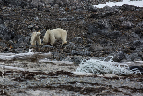 Polar Bear Plastic Rubbish