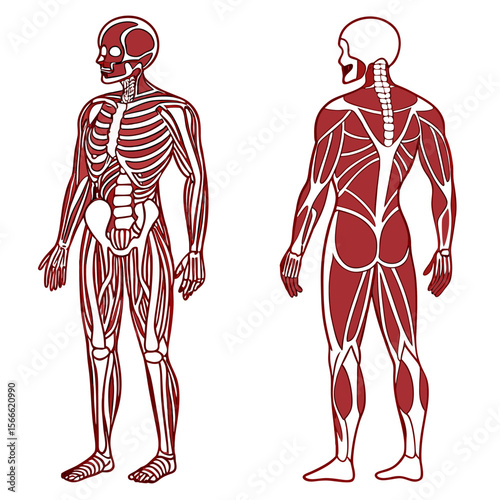 human body anatomy