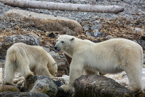 two polar bears whale carcass