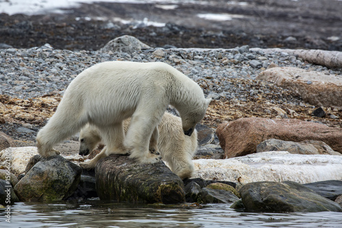 Polar Bear Whale Carcass