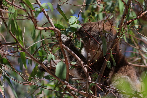 koala