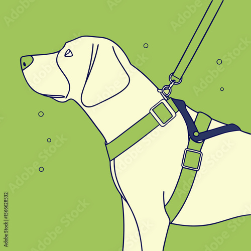 Yellow Labrador dog wearing a green harness on a solid background  