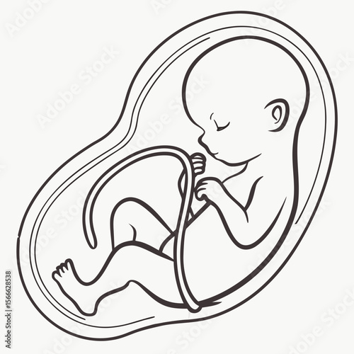 Fetus in womb holding umbilical cord in clean line art style  