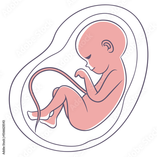 Embryo in womb depicted in clean, minimalist design with soft lines  