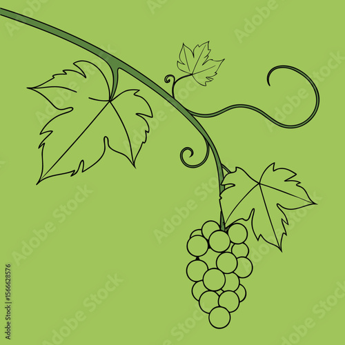 Line art of grapevine with green leaves on light background  