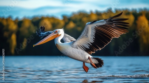 A pelican in flight over a lake