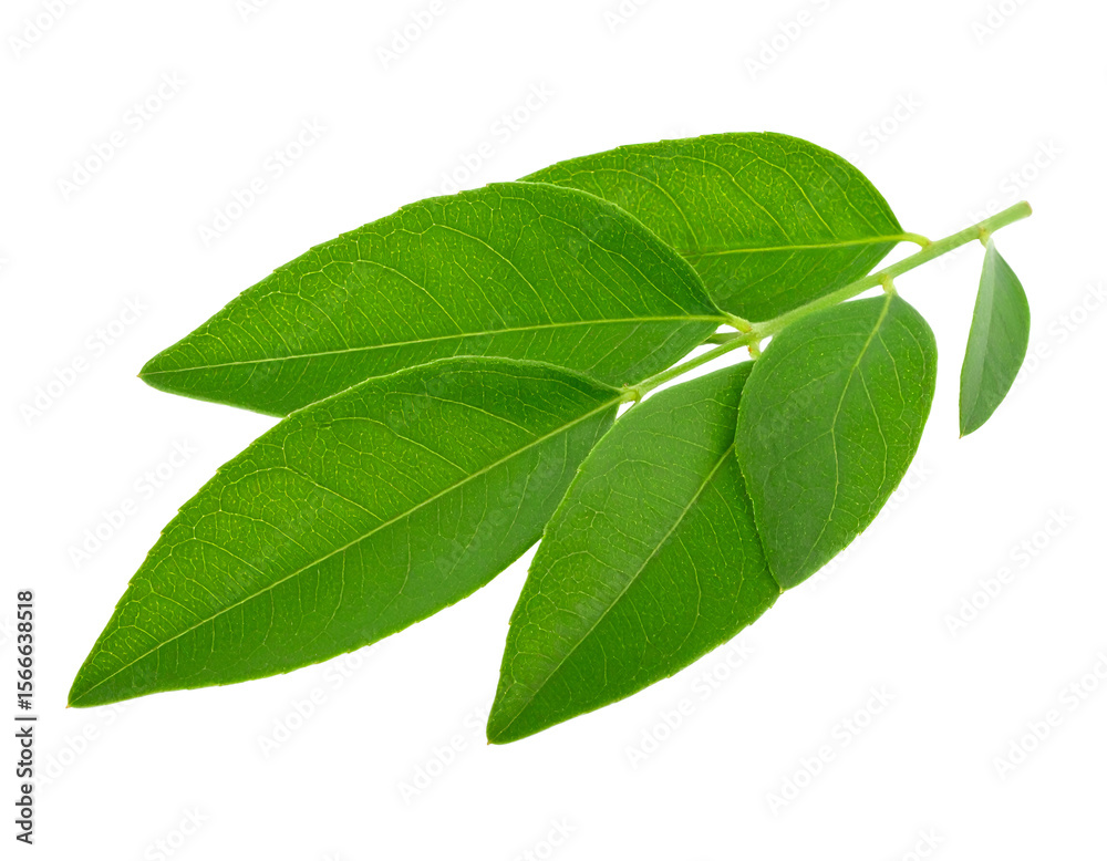 Fototapeta premium A vibrant cluster of fresh green leaves radiates natural beauty and organic vitality.